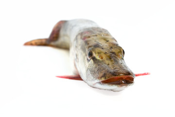 Large pike low angle against white