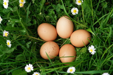 organic eggs in the meadow