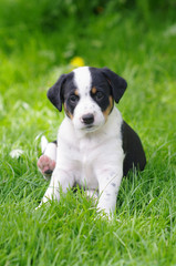 cute puppies in the meadow