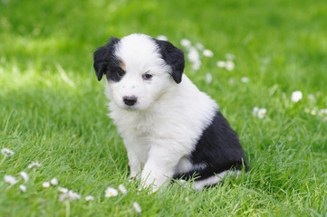 cute puppies in the meadow
