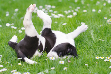 cute puppies in the meadow
