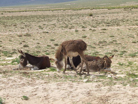 famille d'anes &agrave; midelt