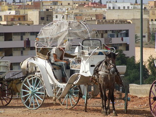 calèche en attente Meknès