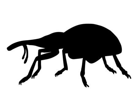 R&uuml;sselk&auml;fer (Curculionidae)