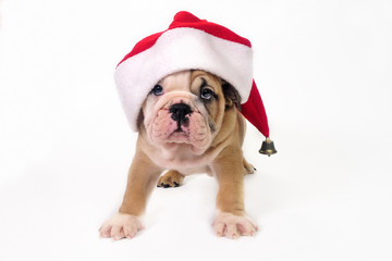 Cute puppy wearing a santa hat.