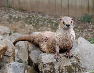 Loutre de rivière