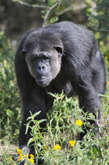 Chimpanzee (Pan troglodytes), Sweetwaters game reserve, Kenya