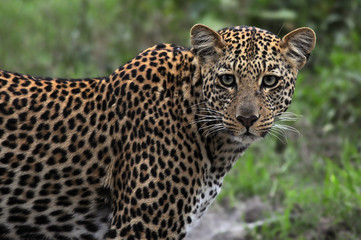 Naklejka na ściany i meble Leopard (Panthera Pardus)