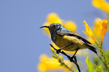 Sunbird