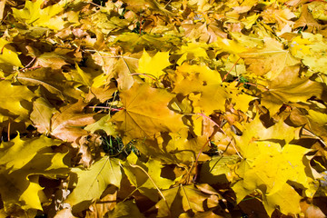 Carpet of leaves. It can be used as background