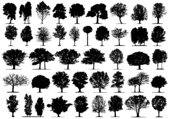 Black tree silhouettes on white background. Vector illustration. - 10527420