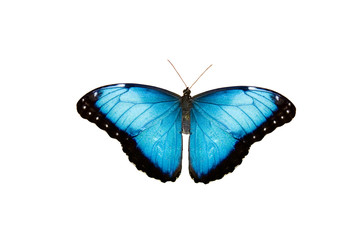 Fototapeta na wymiar Isolated blue tropical butterfly