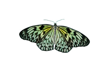 Isolated tropical butterfly