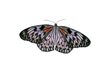 Isolated tropical butterfly