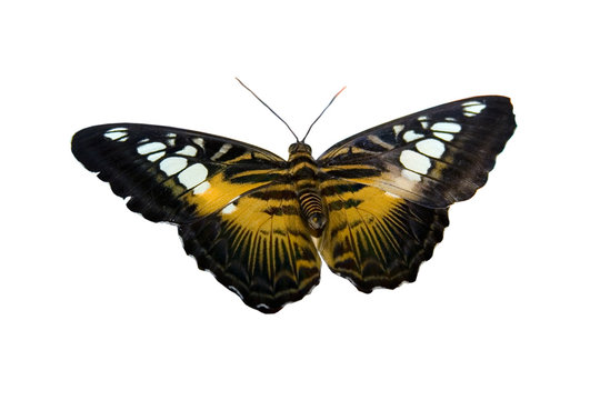 Isolated tropical butterfly