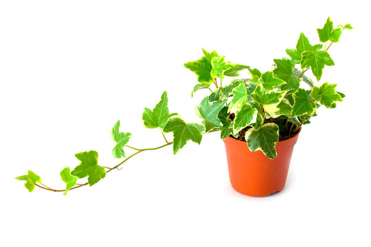 Green ivy in pot isolated on a white background