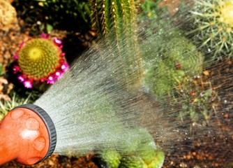 watering garden plants