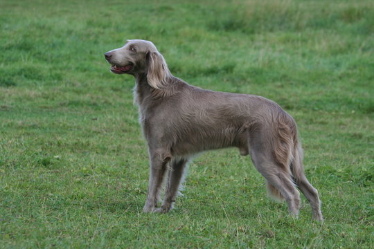 braque immobile et statique