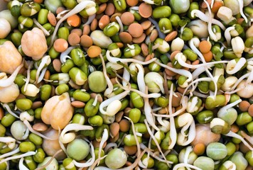 seed sprouts