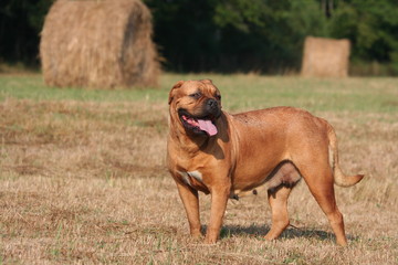 Dogue de Bordeaux regardant au loin