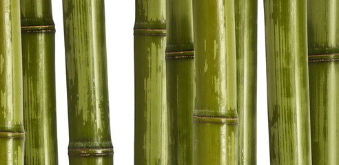 fine image of different bamboo, nature background