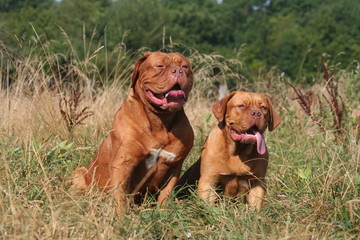 Petite famille de Dogue de Bordeaux assis dans l'herbe