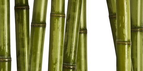 Obraz premium dobry obraz innego bambusa, tło natura