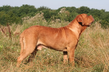 Dogue de Bordeaux regardant en l'air