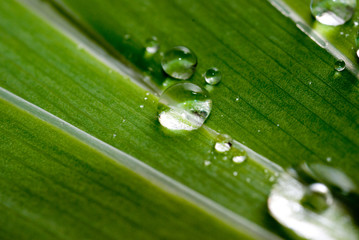 Feuilles et gouttes eau