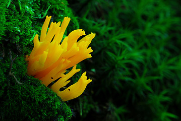 Baumpilz zwischen Moos an einem Baum