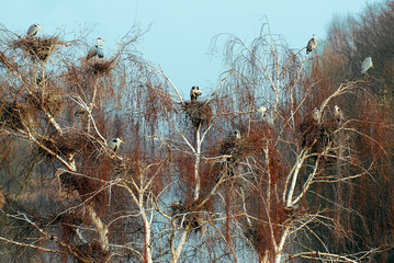 Reiherkolonie am Main, Graureiher, Ardea cinerea