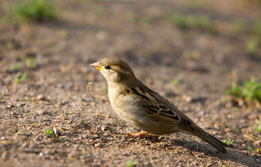 Portrait of a sitting sparrow close up