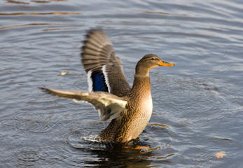 Duck shaking off water drops close up