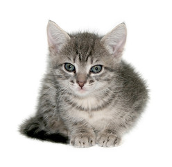 Obraz premium Small kitten on a white background.