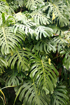 Philodendron