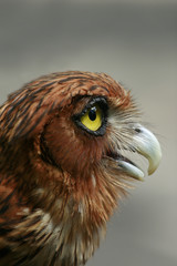 Side View of an Owl