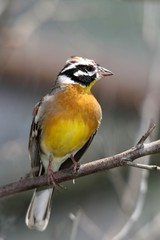 Pretty yellow wild bird perched in a tree