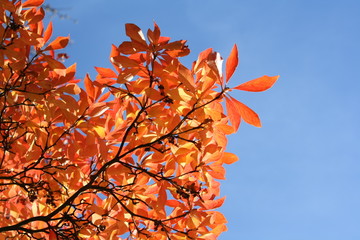 Herbstlaub