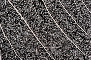 Dry leaf skeleton-like structure