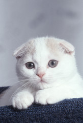 Petit chaton Scottish Fold blanc