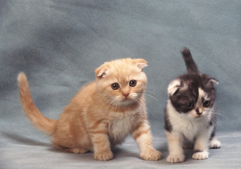 Deux chatons Scottish Fold adorables