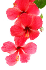 Fleurs d'hibiscus rouge