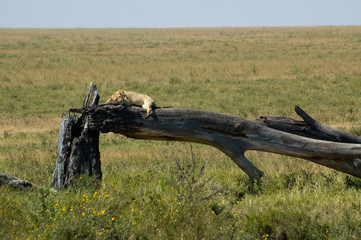 Lion sleeping on a fallen tree