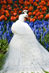 Paon blanc au printemps avec des fleurs rouges et bleues