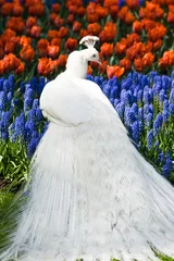 Store enrouleur tamisant sans perçage Paon Paon blanc au printemps avec des fleurs rouges et bleues