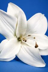 Fototapeta na wymiar white artificial lilly flower on the blue background