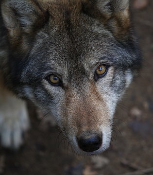 Loup #1