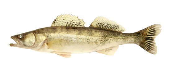 fresh and dead zander on the white background