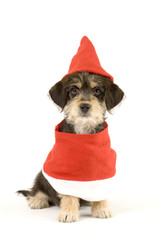 puppy and santa hat