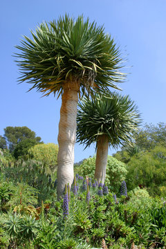 EXOTIC FLORA